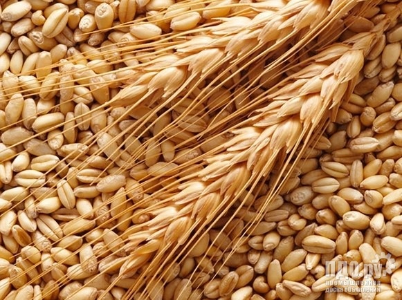 Зерно пшеницы, Липецкая, Предложение, Сельхозкультуры