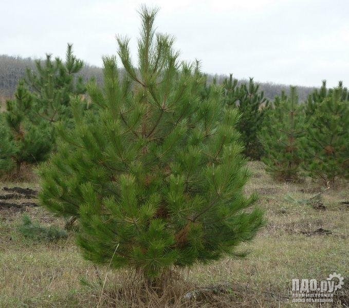 Купить Оптом Сосну Новогоднюю Живую